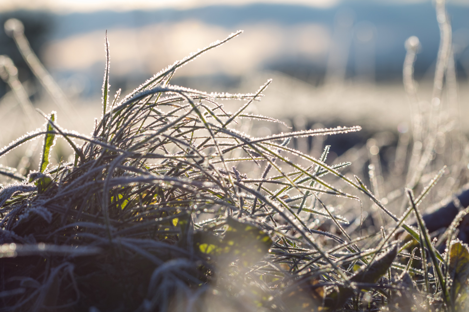 sollys, natur, græs, vinter, makro, afdeling, kold, frost, dyreliv, efterår, blad, blomst, plante, fugl, sæson, flora, rede, makro, natur, s dersl tt, Kallt, fauna, makrofotografering, græs familie