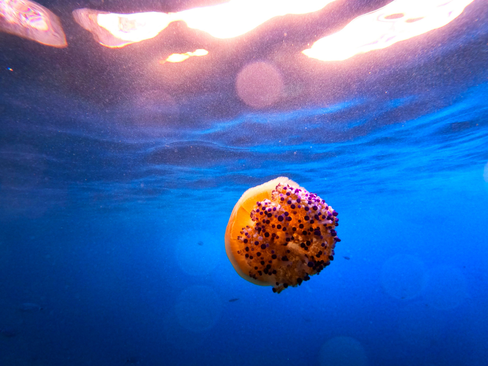 Medúza, moře, Ryba, voda, Pod vodou, Staň se profesionálem, El mei de tutt, puglie, Itálie