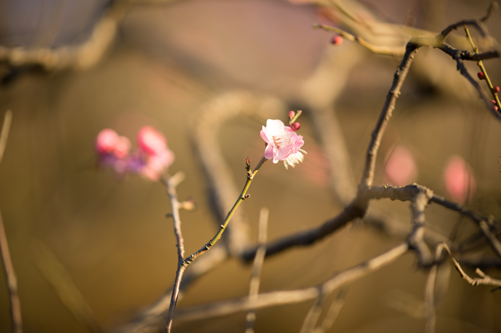 Japonsko, slunečnímu záření, Příroda, Červené, fotografování, větev, ráno, Nikon, květ, jaro, Tokio, jp, světlo, barva, NIKKOR, podzim, list, květ, rostlina, sezóna, švestka, UME, flóra, okvětní lístek, afs105mmf14eed, afsnikkor105mmf14eed, df, Ikegami, japaneseapricot, ikegamiplumpark, větvička, zblízka, makro fotografie