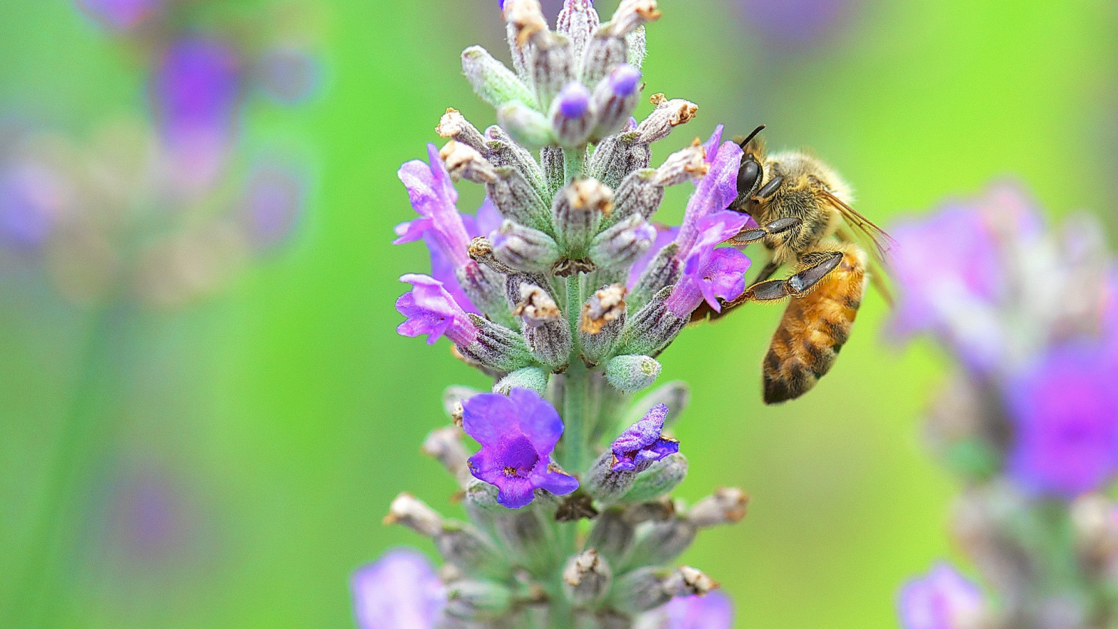 zvěř, rostliny, makro, hmyz, levandule, pyl, včely, bylina, Včela, květ, rostlina, flóra, louka, divoká rostlina, suchozemská rostlina, kvetoucí rostlina, jednoletá rostlina, makro fotografie, bezobratlý, membrána okřídlený hmyz, angličtina levandule, nektar, včelí med, francouzské levandule, Hyssopus