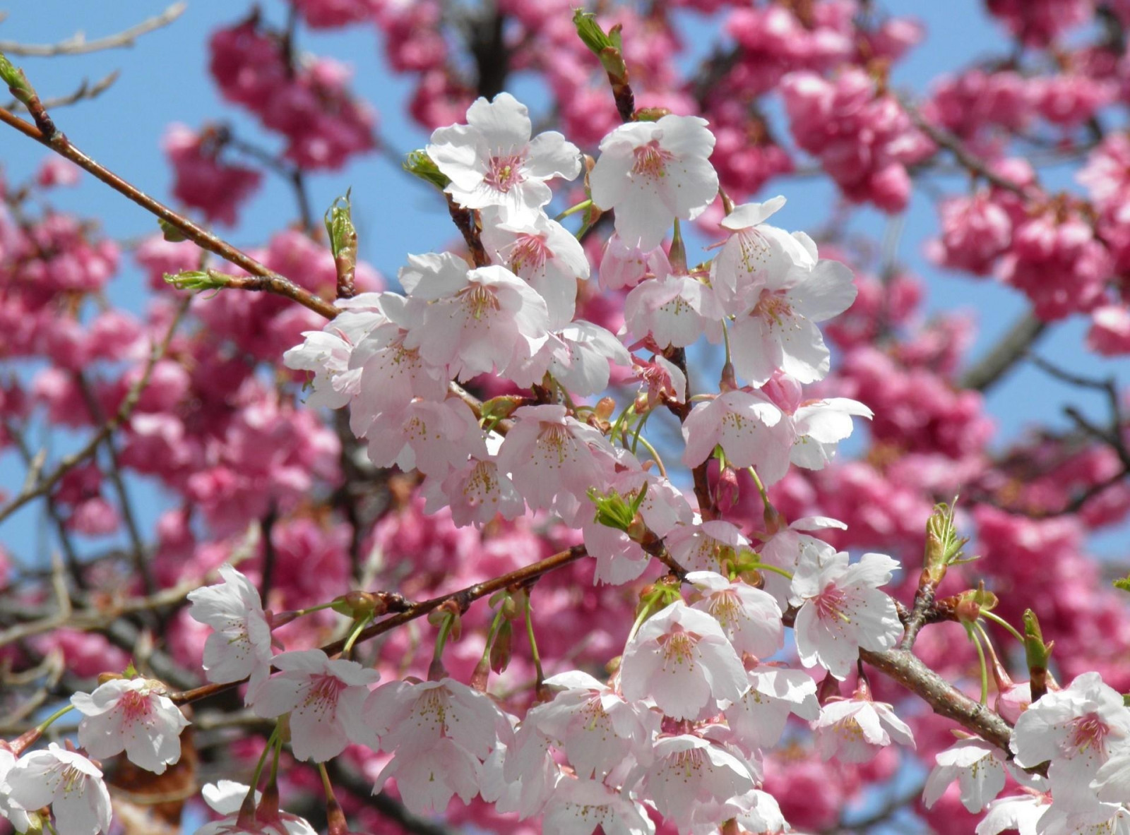Spring Twigs Wallpaper : blossom, spring, twigs, buds, close up 1920x1420 ...