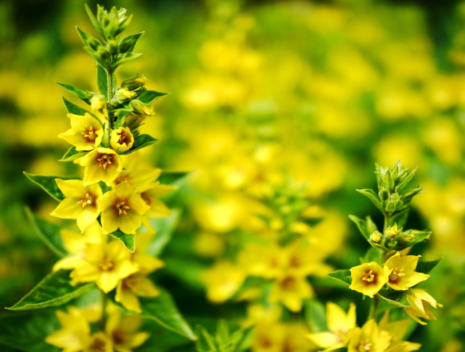 zahrada, žlutý, Sony, 35MM, RX1R, měkký, květ, rostlina, flóra, Zeiss, Sonnar, 35mmf2, divoká rostlina, závod stonek, Hypericum