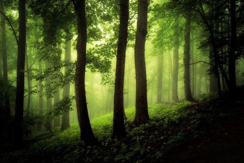 sunlight, forest, nature, wood, branch, green sunlight, forest, nature, wood, branch, green