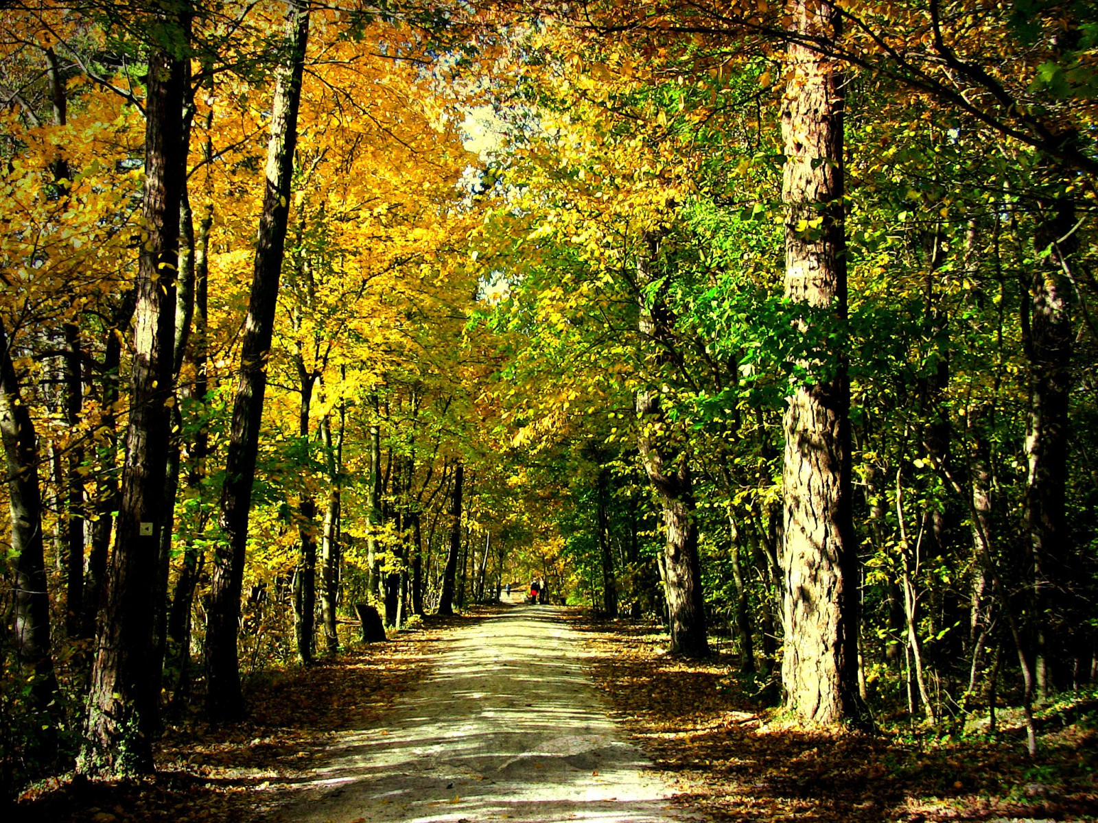 slunečnímu záření, krajina, les, zahrada, Příroda, park, větev, zelená, paysage, strom, podzim, list, Landschaft, rostlina, sezóna, mygearandme, paisaje, natur, centrální, textur, jardin, Wald, mygearandmepremium, mygearandmebronze, mygearandmesilver, mygearandmegold, 100commentgroup, Herbst, autunno, photosandcalendar, b UME, roba66, naturalezza, effecte, zálesí, badenw rttemberg, garten, Neuffen, gartenparknatur, allee, háj, místo výskytu, přírodní prostředí, dřevina, ekosystém, mírné jehličnatý les, biome, Pfad, prales, smíšený les, opadavý
