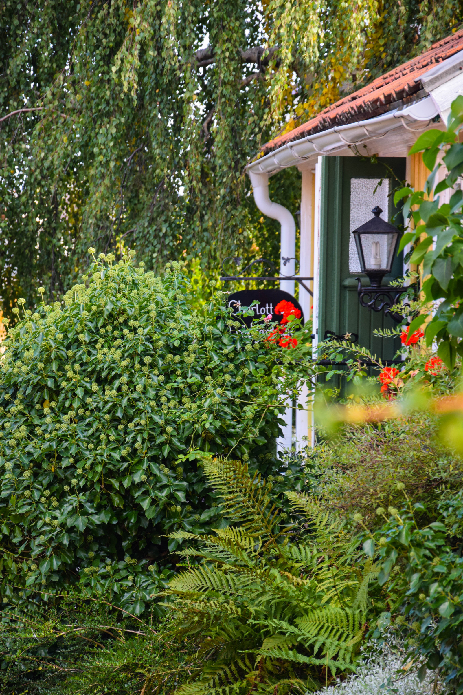 zahrada, město, nebe, mraky, Dům, zelená, Švédsko, Evropa, chalupa, zadní dvorek, majetek, strom, podzim, květ, yard, rostlina, venkovní, alej, domy, cAF, dlažební kostky, sm půdy, woodenhouses, Oskarshamn, besv ret, besv rsgatan, fik, charlottestr dg rdscaf, domů, trávník, zálesí, botanika, dřevina, keř, outdoor struktura