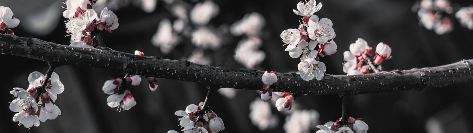 Wallpaper : nature, flowers, cherry blossom, Yin and Yang 5120x1440