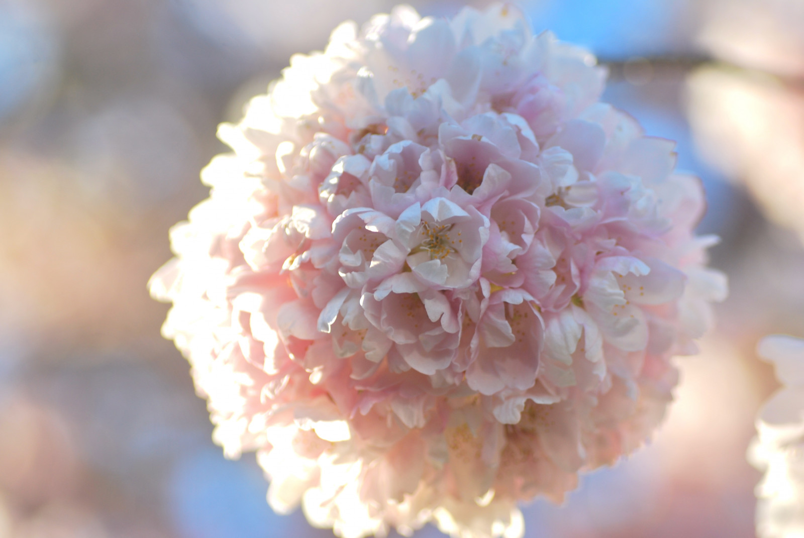 růžový, květ, květ, jaro, Třešňový květ, zblízka, okvětní lístek, pivoňka, floristika, větev