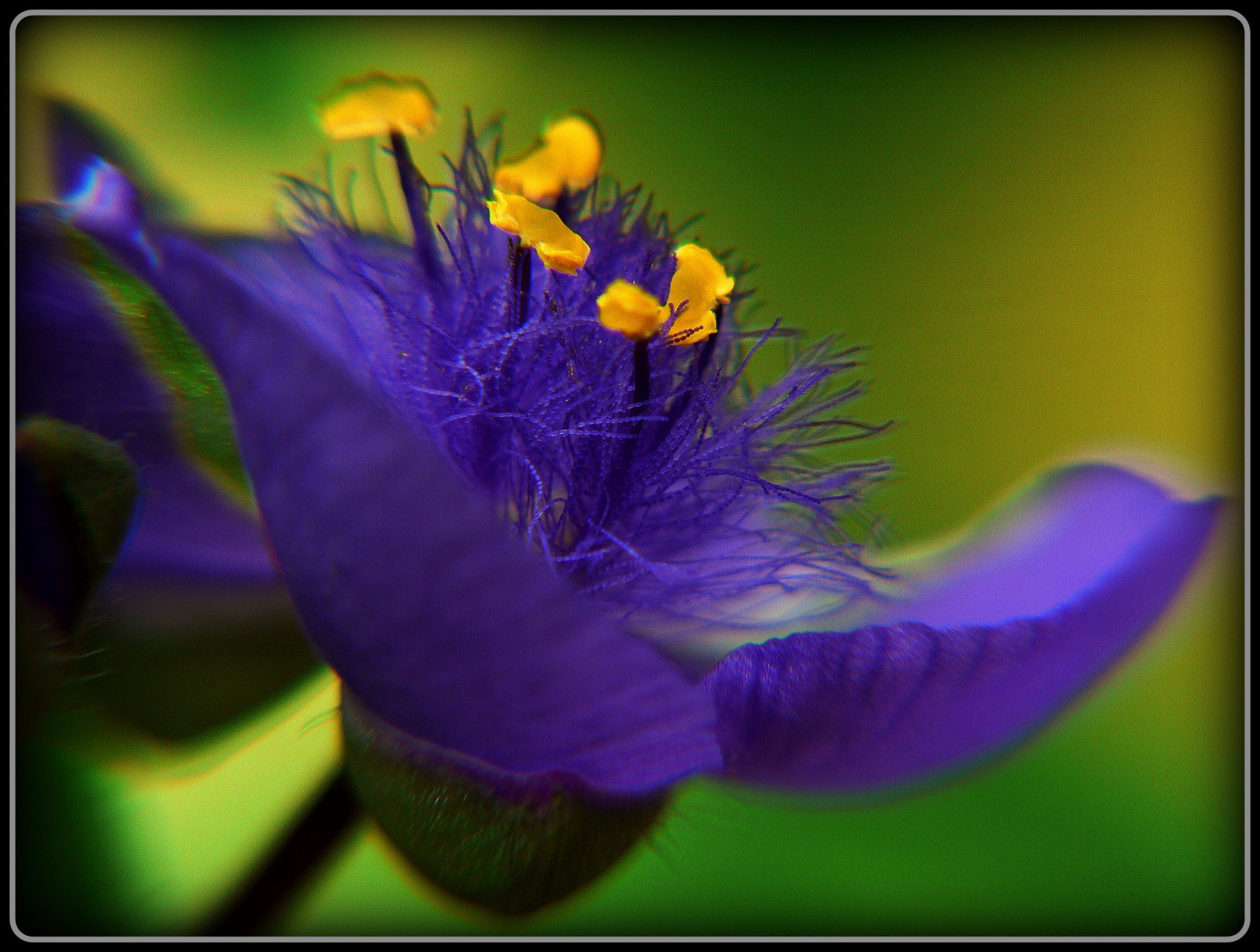 Wallpaper morning, blue, flower, macro, ART, nature, Germany