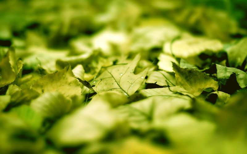 makanan, alam, sinar matahari, Daun-daun, rumput, fotografi makanan, alam, sinar matahari, Daun-daun, rumput, fotografi
