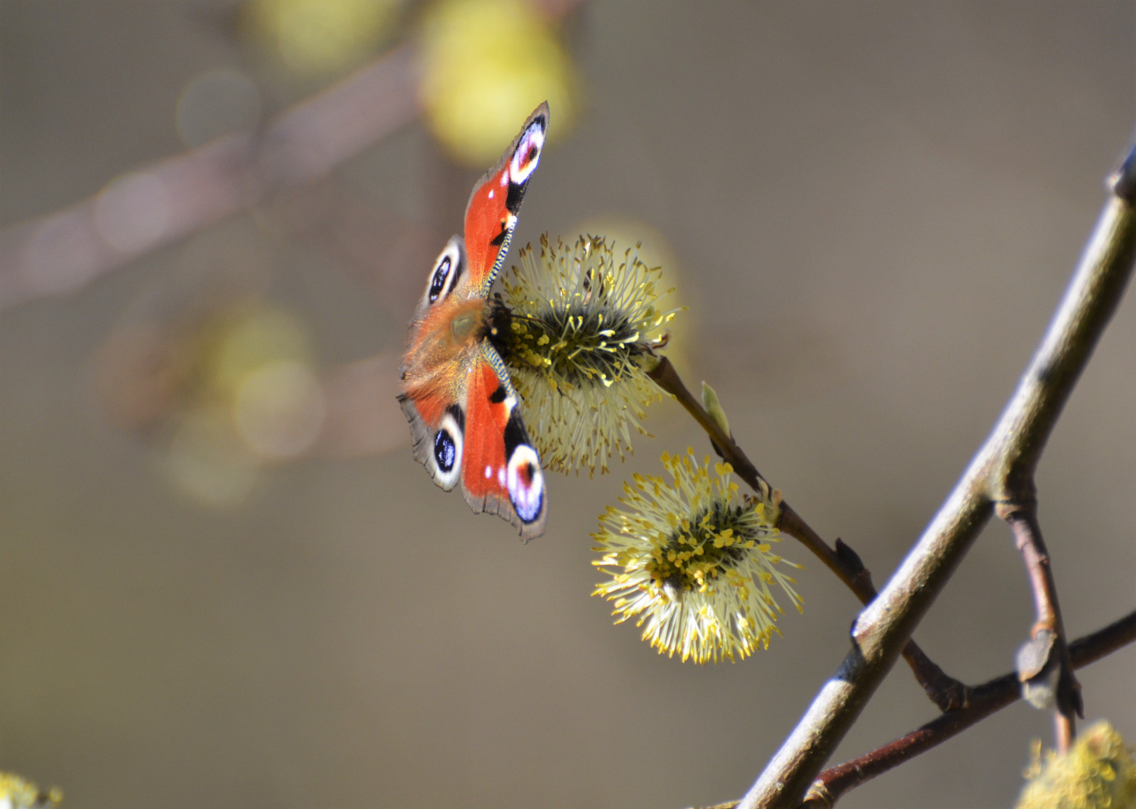 blomster, natur, påfugl, afdeling, sommerfugl, insekt, Solrig, Sverige, forår, Willow, Sverige, IO, dag, plante, fugl, flora, naturaleza, mariposa, primavera, flores, dia, natur, djur, fj ril, sovs, ægte, europæisk, soleado, Var, Kvist, makrofotografering, organisme, Suecia, membran vingede insekt, nektar, bestøver, Uppland, Uppsala, Inachis, P f gel ga, pavo, Salix, soligt