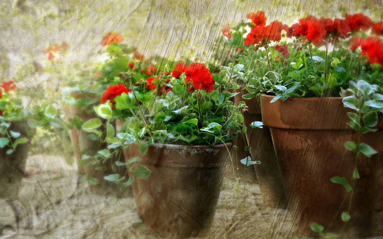 ดอกไม้, สวน, หญ้า, พืช, ดอกไม้สีแดง, สมุนไพร, ใบไม้, ดอกไม้, ลาน, ปลูก, พืช, สนามหญ้า, ดิน, โรงงานที่ดิน, พืชดอก, ไม้พุ่ม, โรงงานประจำปี