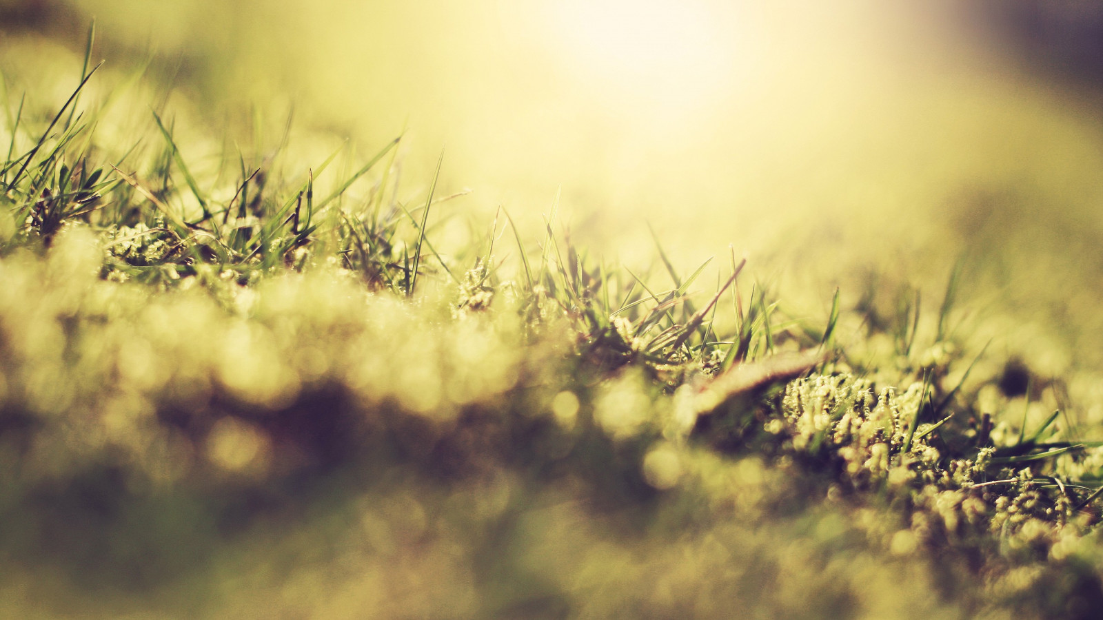 luce del sole, tramonto, natura, erba, cielo, piante, campo, fotografia, macro, ramo, verde, mattina, leggero, nube, albero, autunno, foglia, fiore, pianta, stagione, flora, prato, fenomeno atmosferico, pianta legnosa, avvicinamento, fotografia macro, famiglia di erba
