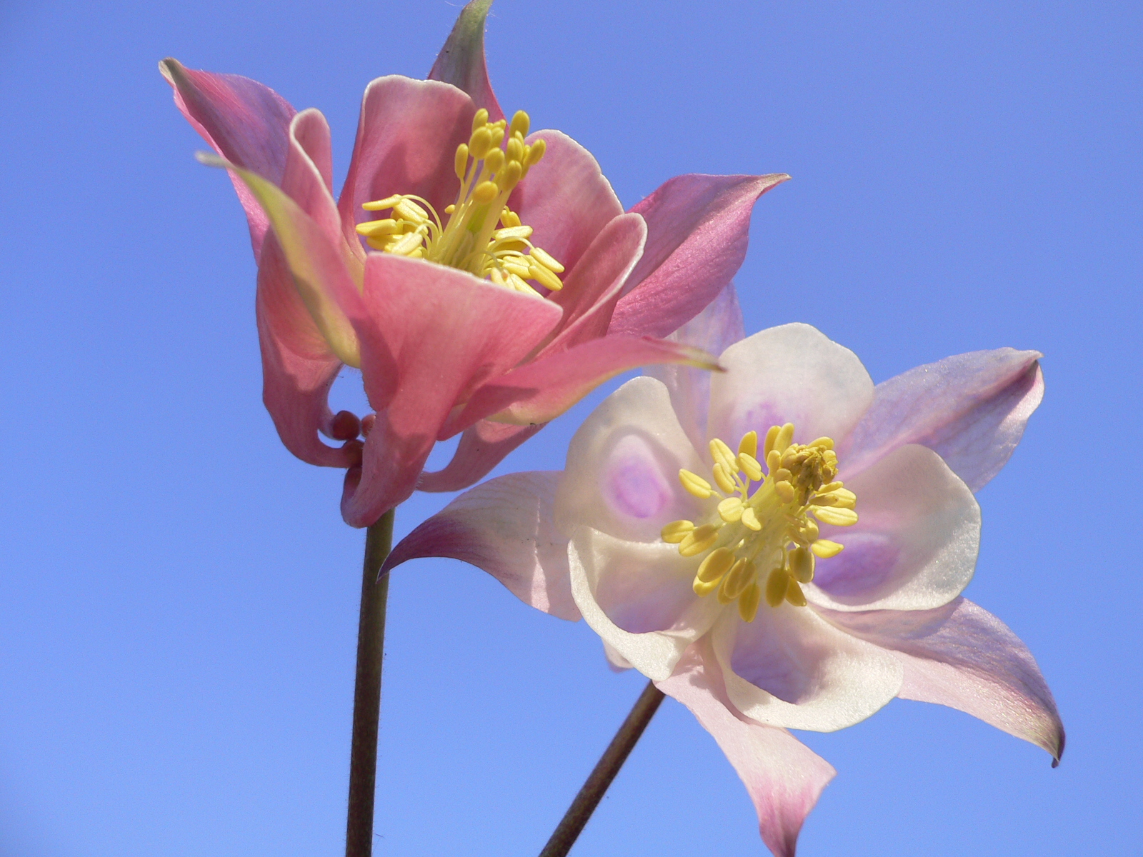Wallpaper : columbine, fiori, Aquilegia, bunga-bunga