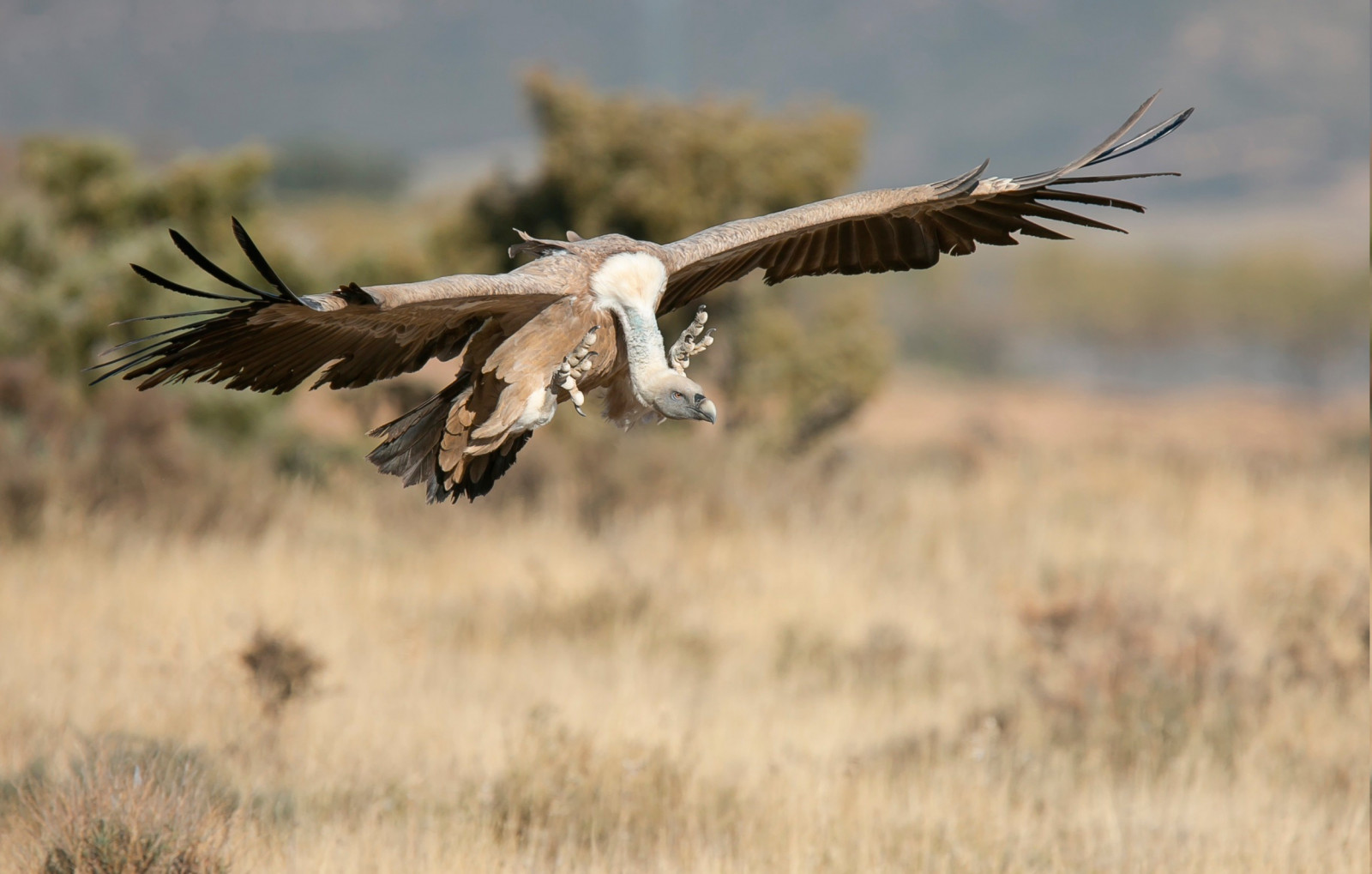 uccelli, natura, natura, uccello rapace, aquila, avvoltoi, saccheggiatore, uccello, ala, fauna, prateria, vertebrato, avvoltoio, Accipitriformi, capovaccaio, 2500x1593 px