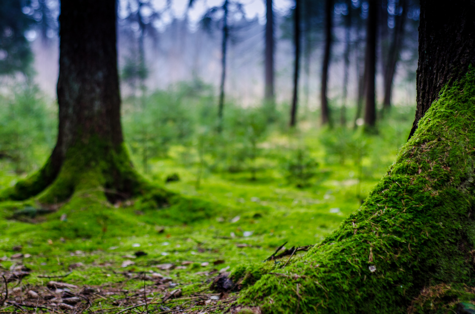 strom, zelená, les, 50mm, mech, Nikon, sen, Rozmazané, ostrý, gr n, Wald, unscharf, baum, Moos, Traum, Scharf, D7000