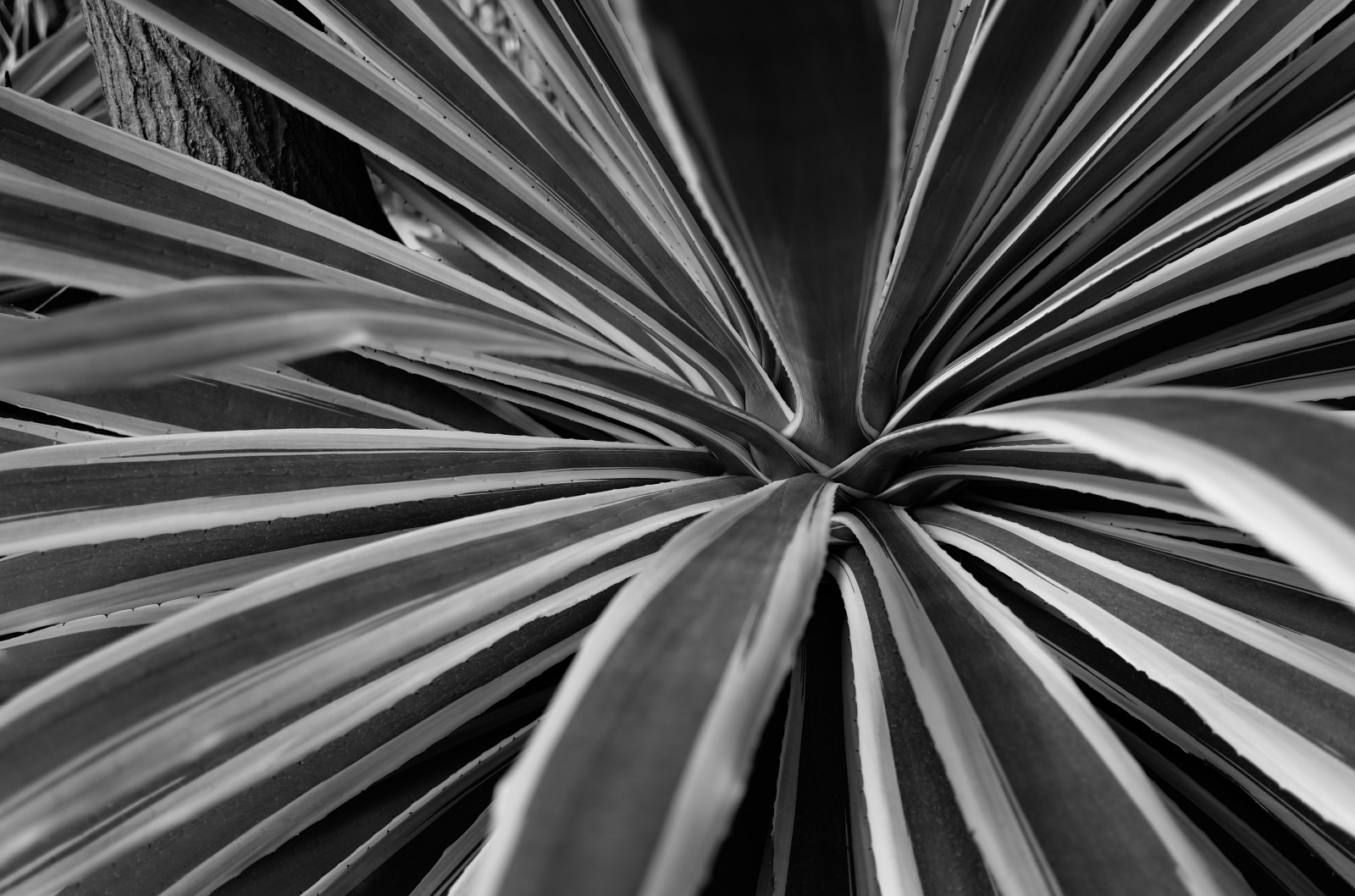 Japonsko, slunečnímu záření, bílý, Černá, černobílý, park, fotografování, symetrie, Leica, Tokio, jp, list, květ, rostlina, kolo, tvar, design, čára, T, shinjukgyoen, Shinjuku, leicat, summicront235, Summicron, t235, Černý a bílý, monochromatické fotografování, zblízka, arecales