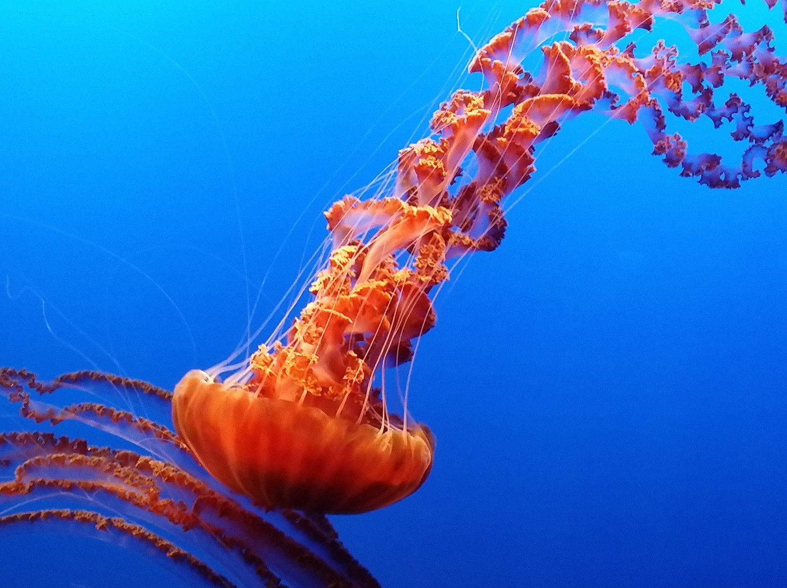 Hintergrundbilder Kalifornien Farbe Aquarium Monterey Qualle Bigsur Blues Rote Ruhe 3243x2423 971393 Hintergrundbilder Wallhere Mit nur wenigen klicks kannst den hintergrund deiner webcam weichzeichnen. kalifornien farbe aquarium monterey