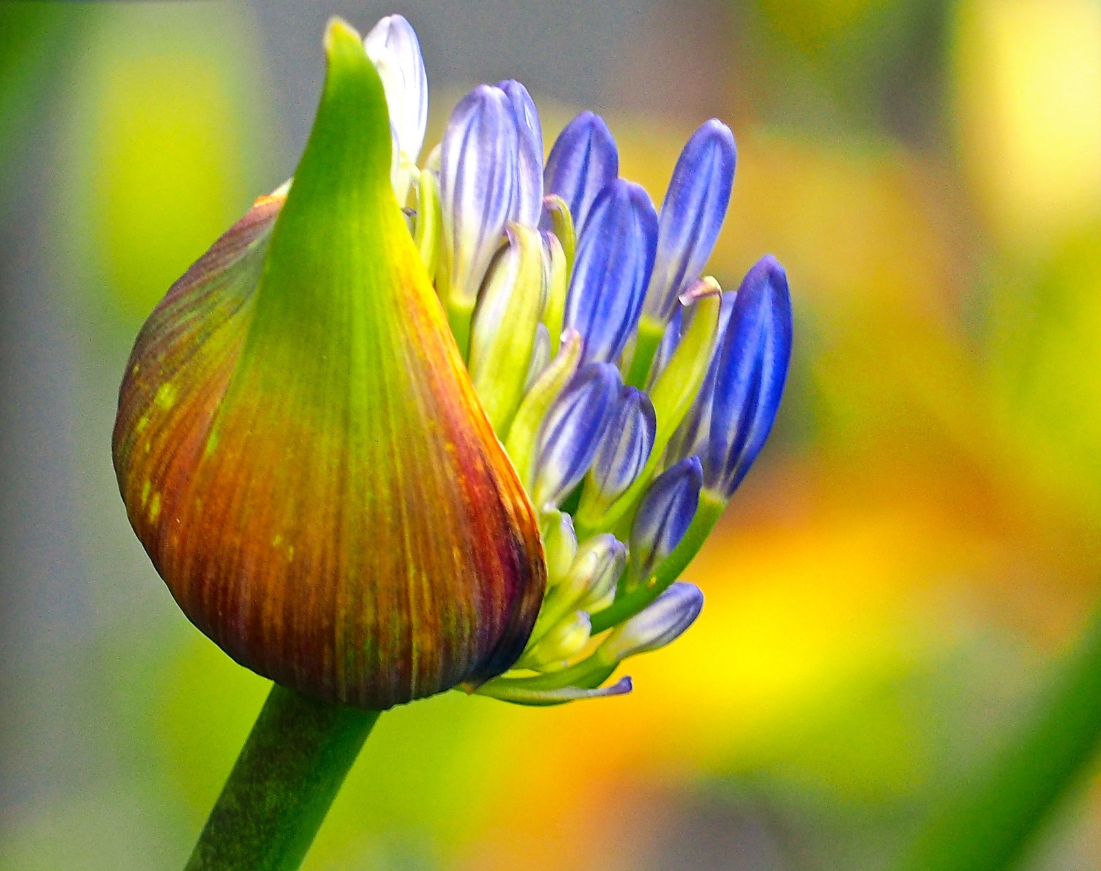 květiny, zahrada, modrý, květy, bokeh, jaro, květ, rostlina, venkovní, Pozadí, flóra, pupen, okvětní lístek, pupeny, květy, divoká rostlina, krásná příroda, síla květin, počítač tapeta, zblízka, makro fotografie, závod stonek, wonderfulnature, žárovky, blueflowers, prasknutí, krásné květiny, Burstingopen, Krásné, Abouttoopen, Všechny květiny, Burstingforth, Backgroundbokeh, Místní garda