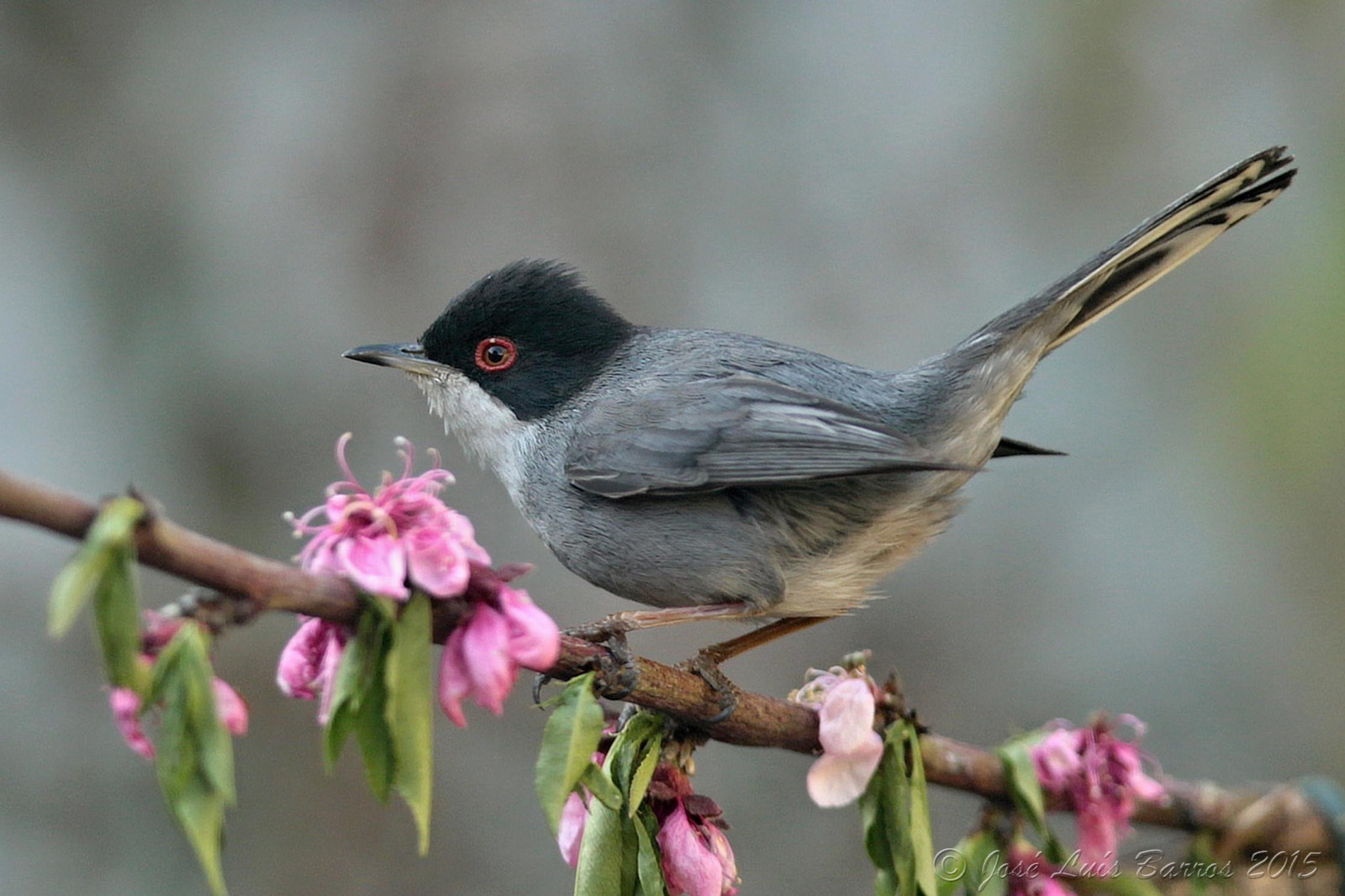 pták, fauna, zobák, slavík, Lejskovití, střízlík, Emberizidae, Volně žijících živočichů, křídlo, větvička, Pírko, prohlížení pták, větev, bulbul, Junco