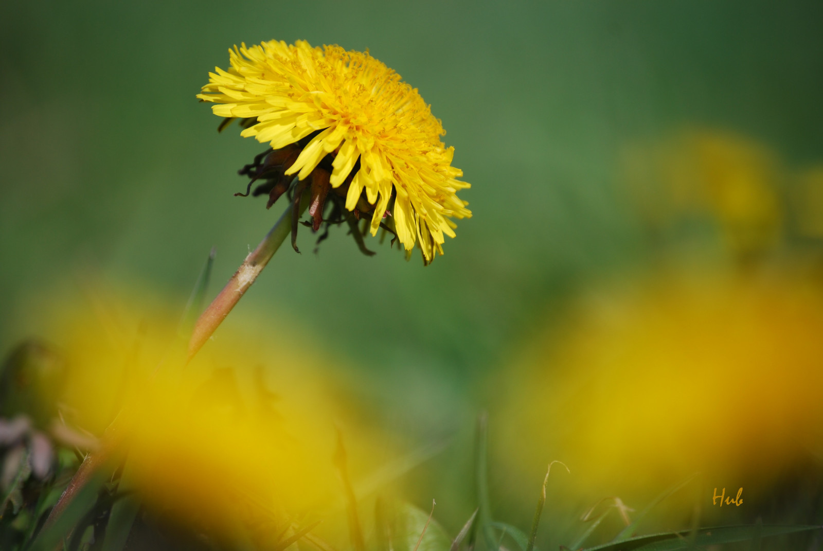 blomst, natur, gul, natuur, mælkebøtte, geel, bloemen, paardenbloem, inspiredbylove, platinumheartaward
