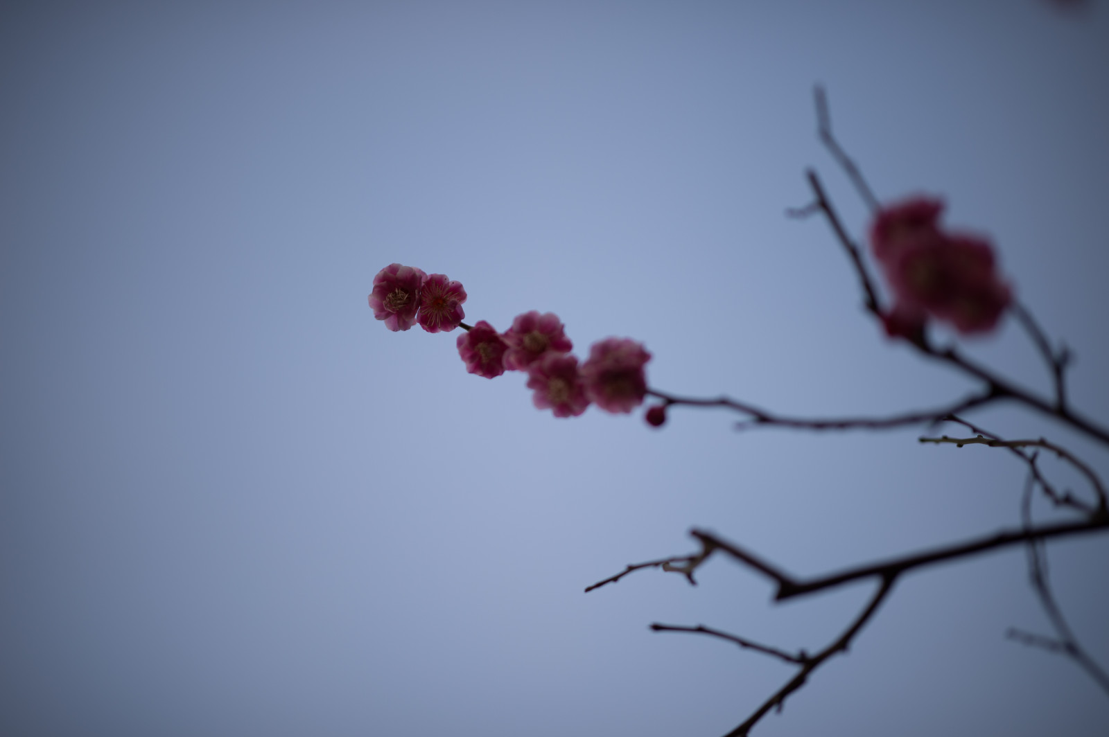 Japonsko, Příroda, Červené, nebe, fotografování, větev, mráz, Nikon, květ, jaro, Tokio, jp, barva, strom, NIKKOR, list, květ, rostlina, sezóna, UME, flóra, okvětní lístek, afs105mmf14eed, afsnikkor105mmf14eed, df, ikegamibaien, Ikegami, japaneseapricot, zblízka, makro fotografie