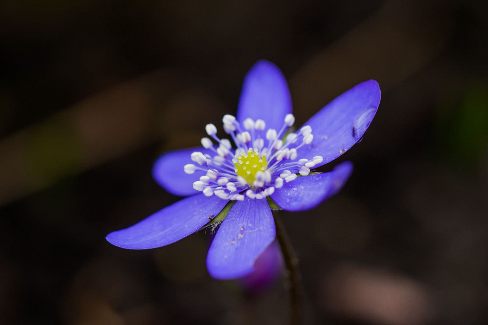 natur, fotografering, lilla, makro, gul, blå, blomst, blomst, plante, flora, blomma, lund, makro, botaniskatr dg rden, botanicgarden, kronblad, hepatica, bl sippa, wildflower, botanik, tæt på, makrofotografering, stængelplante