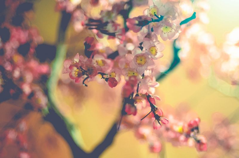 sunlight, nature, photography, branch, blossom, cherry blossom sunlight, nature, photography, branch, blossom, cherry blossom