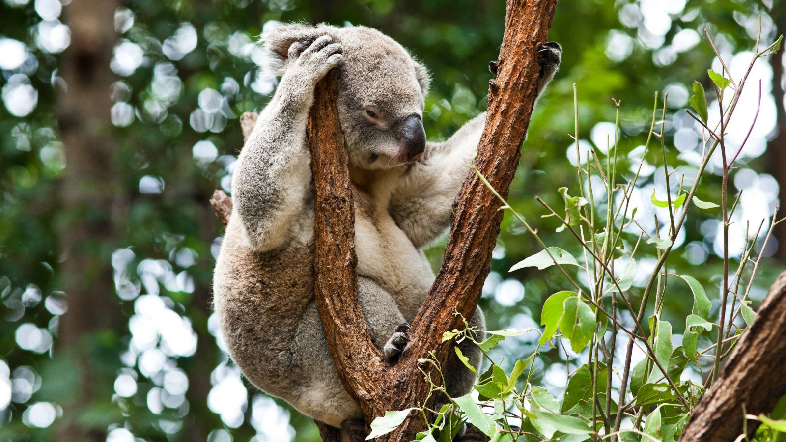 Wallpaper koala, pohon, beristirahat, tidur 2560x1440 1091416
