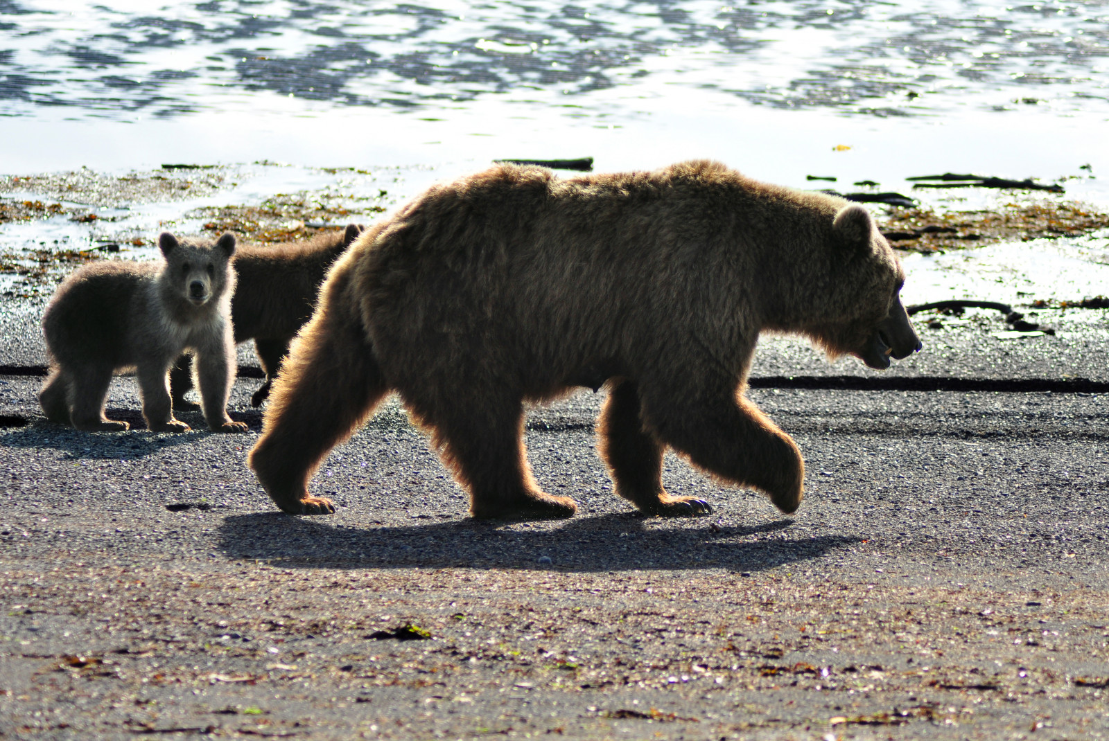 hnědý, Aljaška, bar, OSO, homer, mláďata, ursus, Urso, Radin, nebo tak, Medvěd hnědý, Ursusarctos, Katmai, Arctos, Halobay, colorphotoaward, Halová hala, saariysqualitypictures, drurydrama