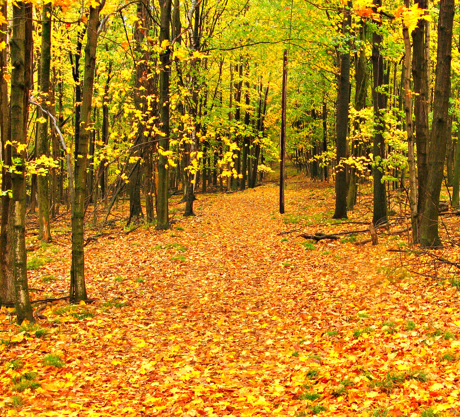 Wisconsin Biome Wallpaper : sunlight, trees, fall, gold, tree, autumn, leaf, flower ...