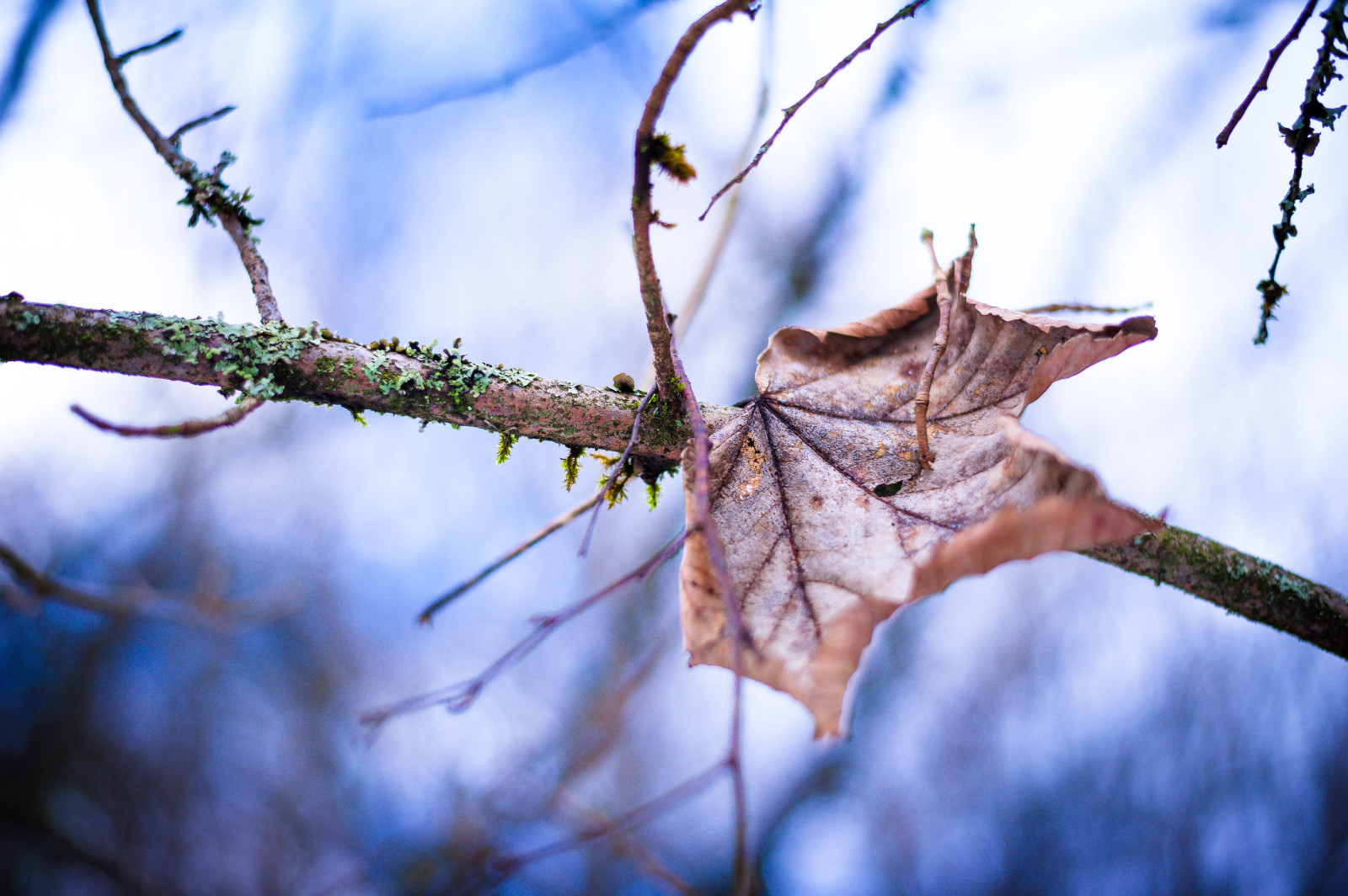 Nikon, nikond700, ออกจาก, หนาว, ฤดูหนาว, กลางแจ้ง, ธรรมชาติ, natur, Wald, laub, ป่า, เบา, ความหนาวเย็น, Kalte, winterzeit, ฤดูหนาว, เฉดสี, blauhimmel