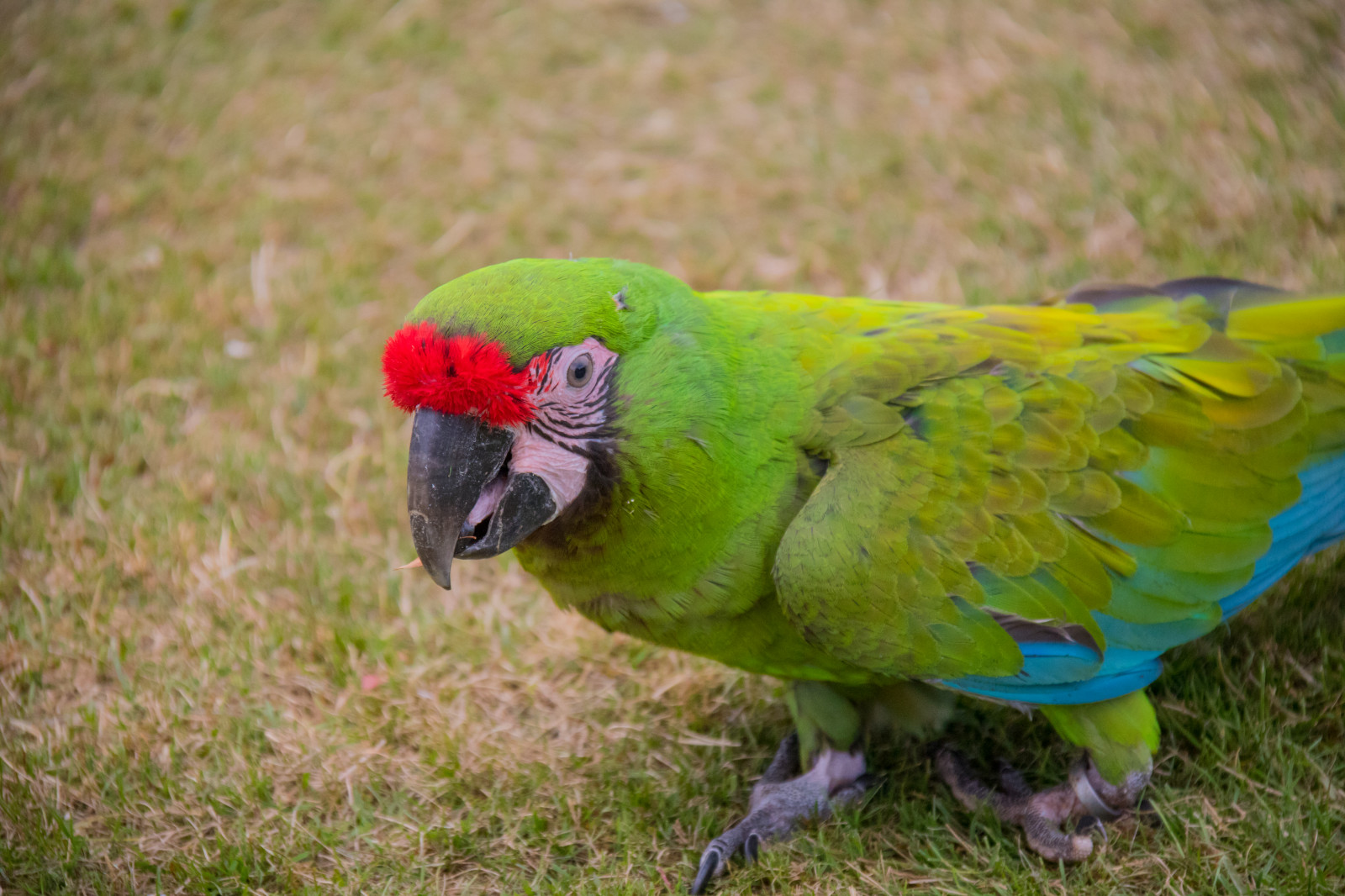 Parrots Denmark Wallpaper : parrot, green, Denmark, beak, bird, danmark, f gel, macaw ...