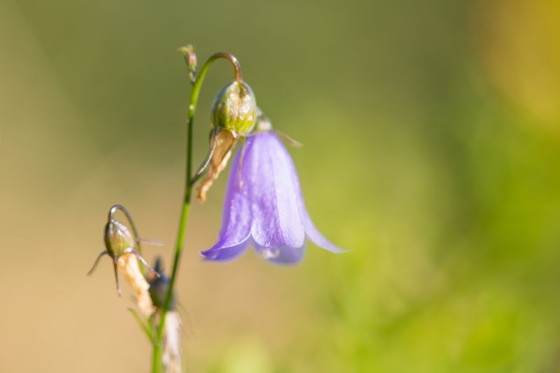 luonto,valokuvaus,makro,vihreä,kukka,keltainen