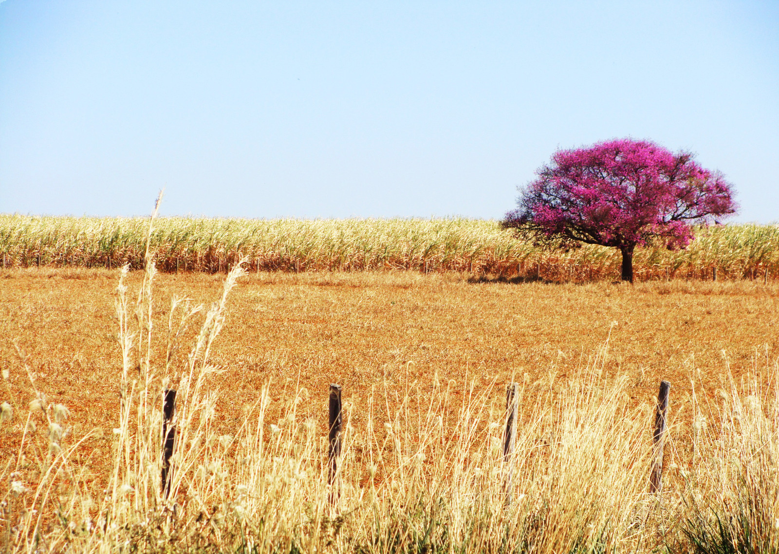 stromy, krajina, květiny, Příroda, tráva, nebe, pole, hospodařit, obilí, plot, sláma, Brazílie, jaro, pšenice, Brasil, seno, venkovský, step, strom, sklizeň, lučina, zemědělství, louka, prostý, prérie, cerrado, oříznutí, venkov, ekosystém, tráva rodina, savana, potravy zrní, zboží, křoviny, ekoregion, Goias, plant community