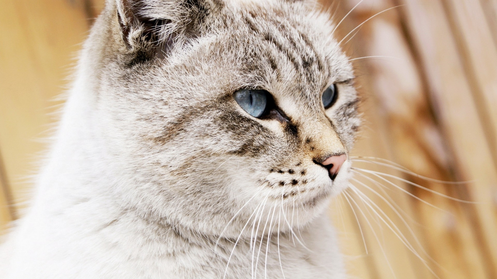 kočka, oči, Volně žijících živočichů, nos, kníry, Puma, divoká kočka, fauna, savec, puntíkovaný, obratlovců, zblízka, kočka jako savci, čenich, malé až středně velké kočky, zívnutí