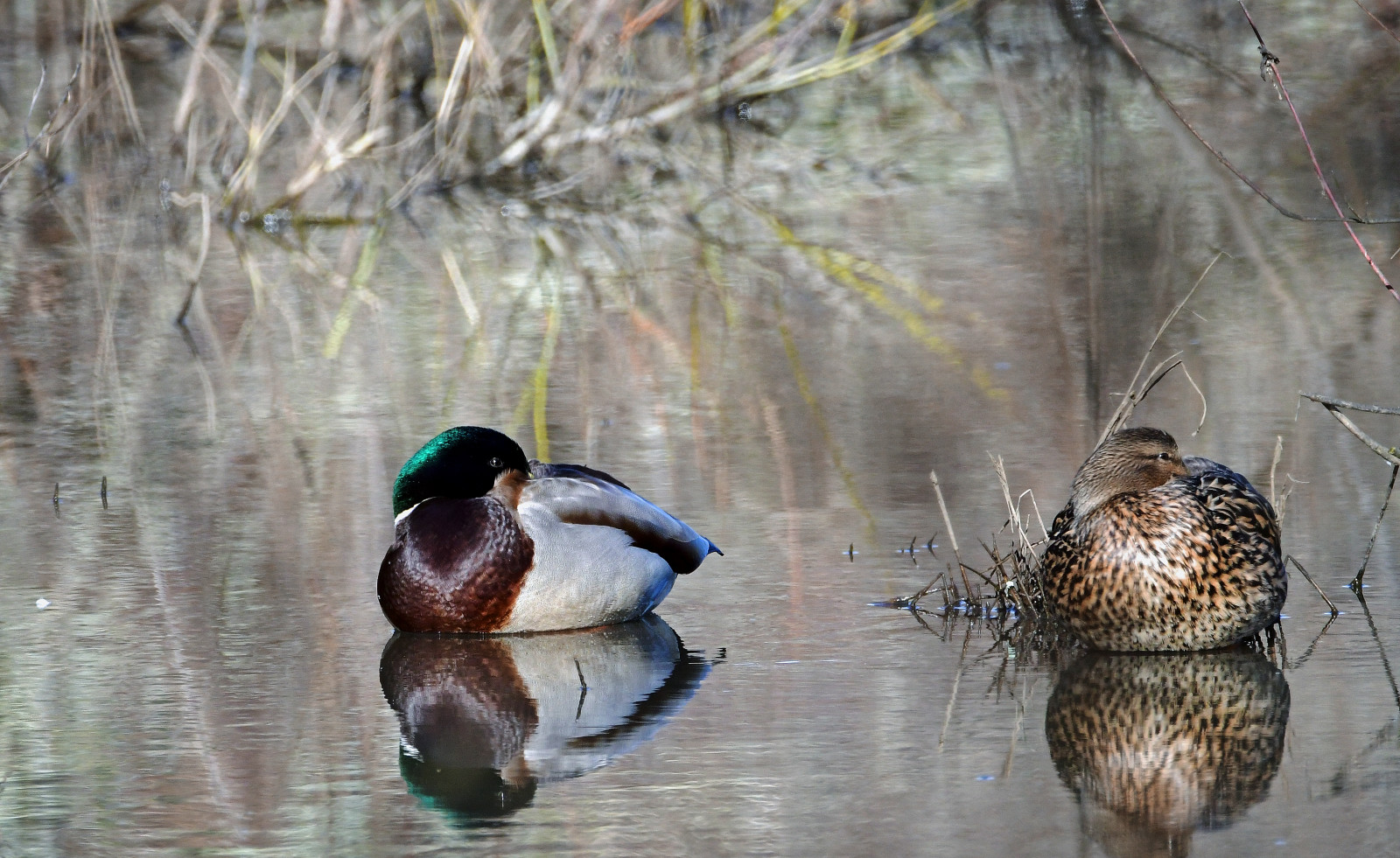 Wallpaper reflection, sleeping, wildlife, couple, Nikon, duck, nap