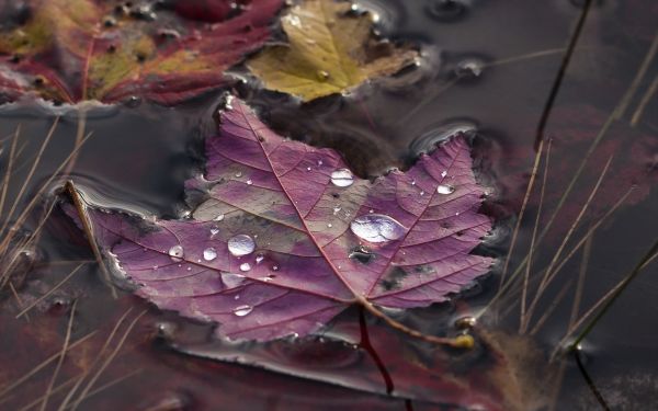 leaves, water, nature, water drops, fall, grass