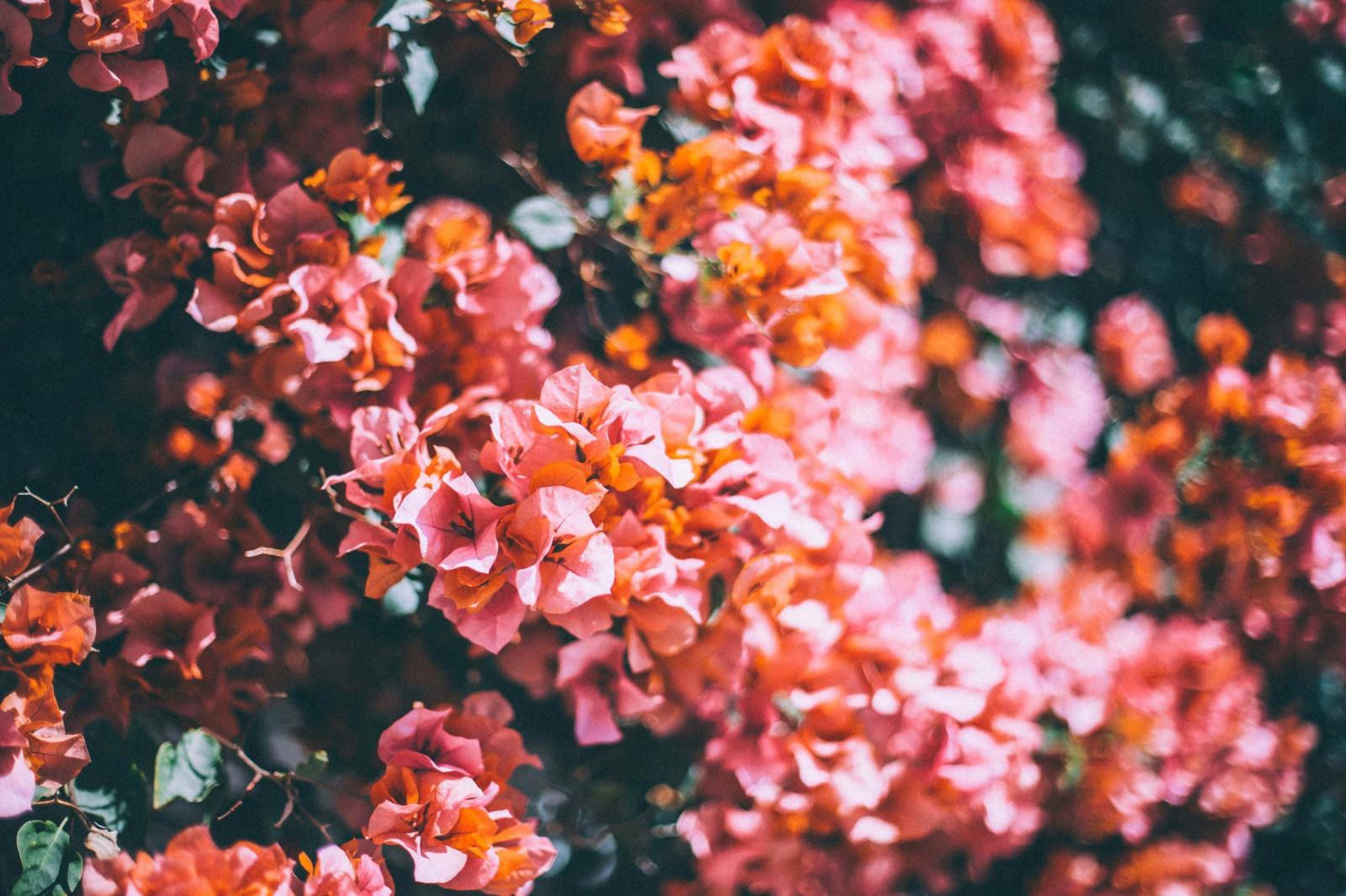 Natur, Pflanzen, Blumen