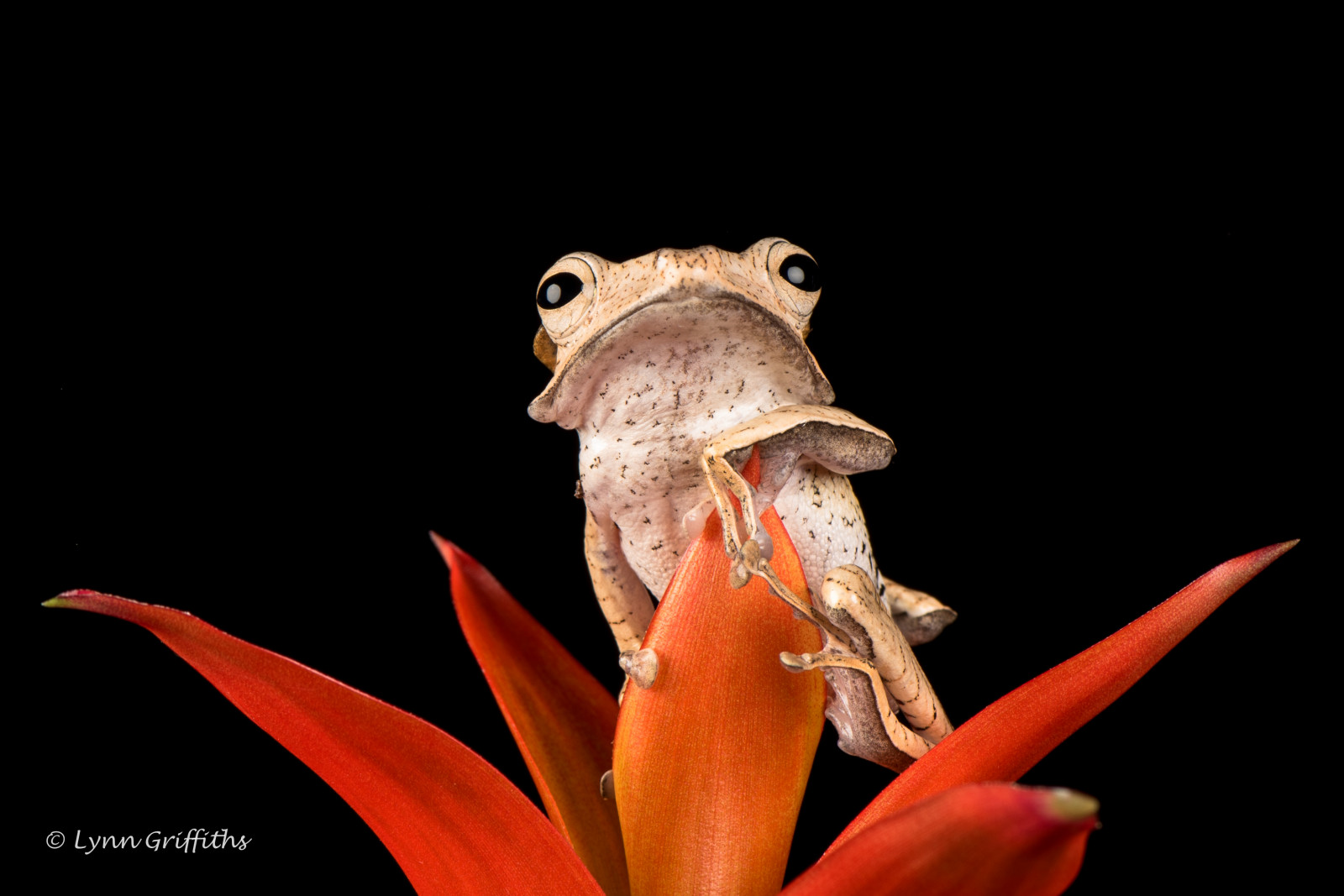 Anglie, Příroda, Spojené království, ngc, obojživelník, žába, npc, gb, zajatý, Bournemouth, greatphotographer, coth, specanimal, Borneoearedfrog, coth5, sunrays5