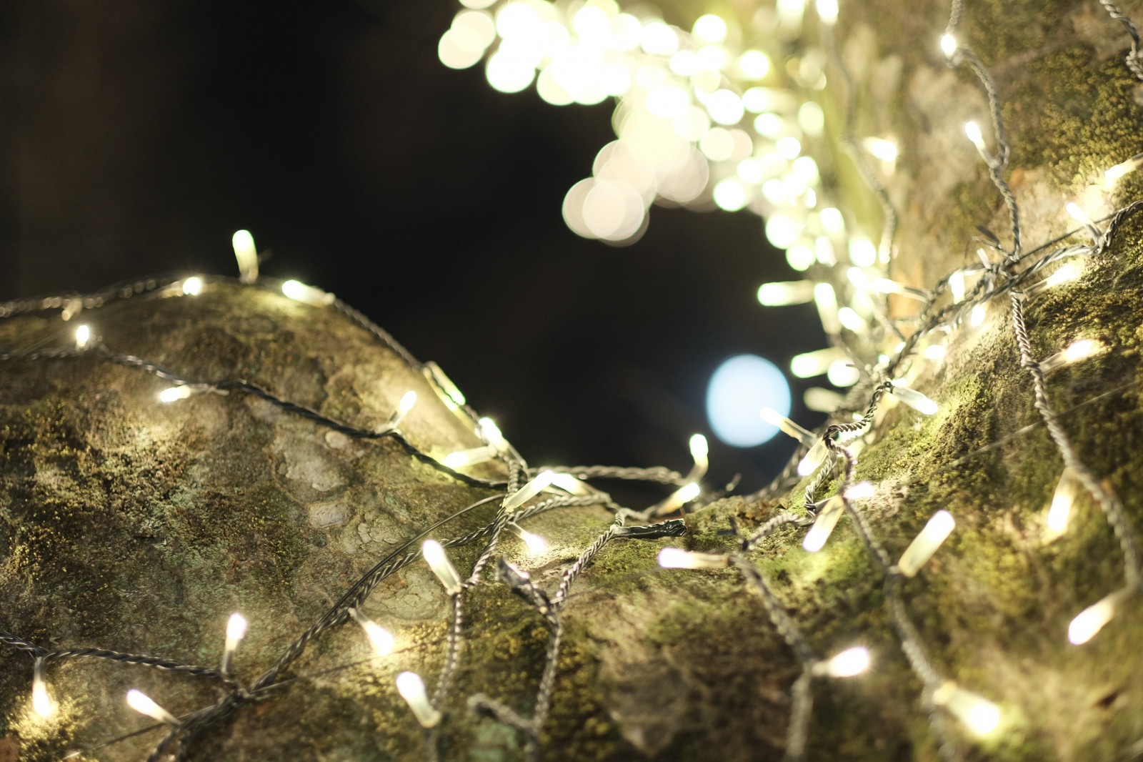 slunečnímu záření, noc, voda, odraz, větev, Vánoční strom, Vánoce, Vánoční osvětlení, Fujifilm, jp, světlo, strom, list, květ, osvětlení, osvětlení, fuji, Fujinon, xf56mmf12r, xf56mm, Omotesando, XT1, Harajuku, výzdoba, dřevina, vánoční dekorace, makro fotografie