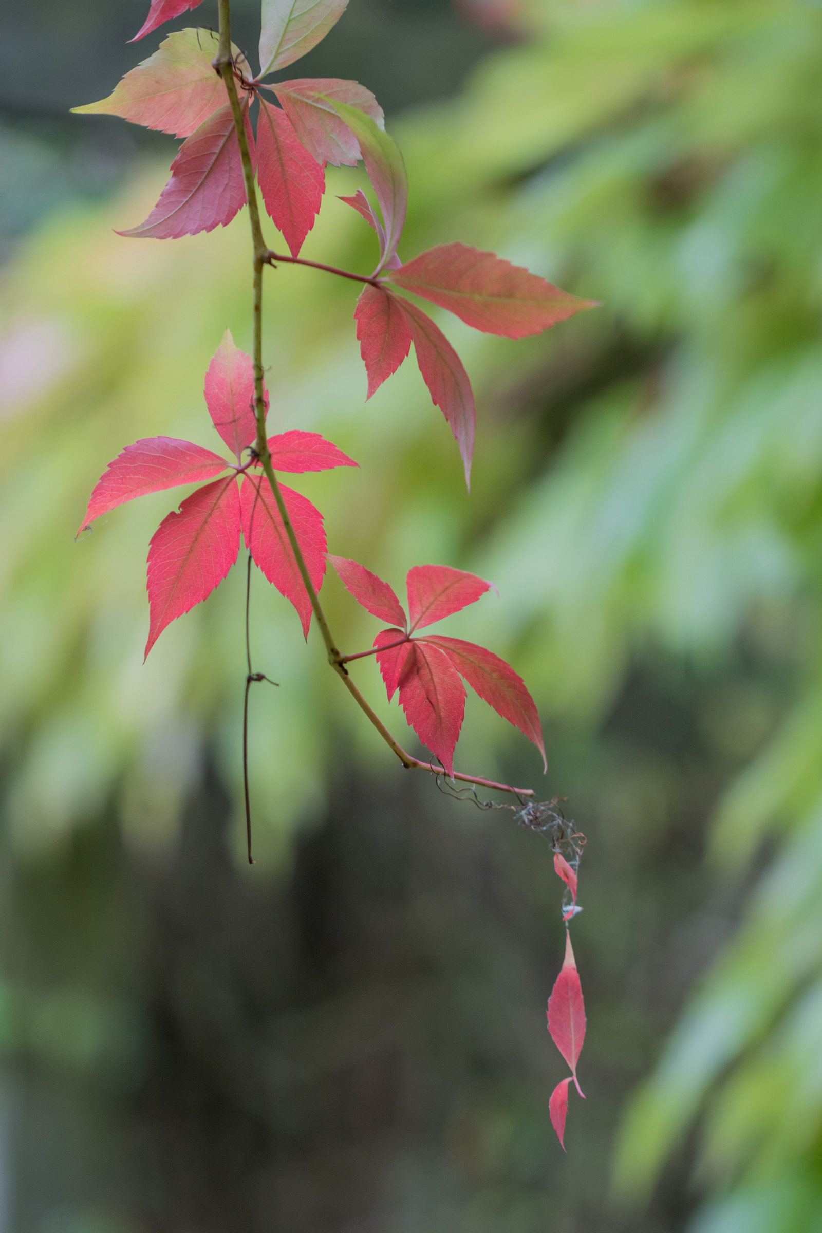 giardino, natura, rosso, parco, ramo, verde, fiorire, albero, autunno, foglia, fiore, pianta, flora, h st, l v, modello canoneos760d exif, geocountry, Marca fotocamera Canon, Geocity, modello di fotocamera canoneos760d, geostate, geolocalizzazione, exif fare canon, exif ISOSPEED 200, exif focalLength 100 millimetri, ef100mmf28lmacroisusm lente exif, Alnarp, apertura exif 28, petalo, Fiore di campo, botanica, impianto di terra, pianta fiorita, avvicinamento, arbusto, fotografia macro, staminali vegetali
