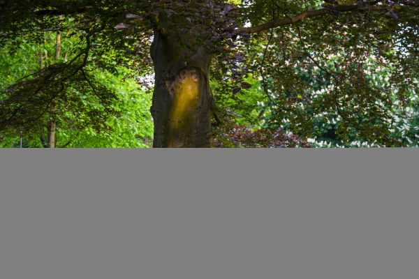 sunlight,forest,branch,green,tree,leaf