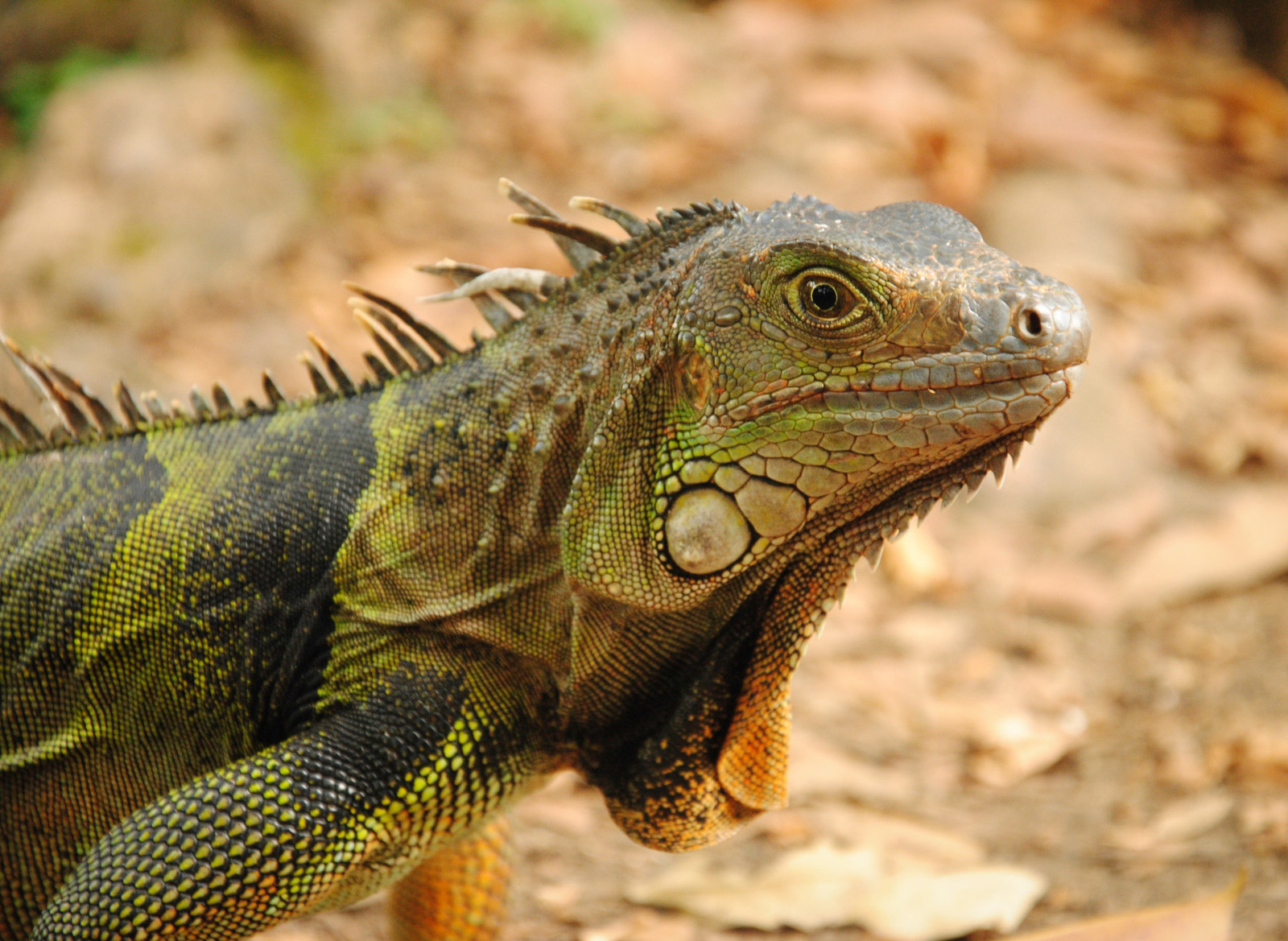 Volně žijících živočichů, Iguana, ještěrka, plaz, fauna, obratlovců, zblízka, makro fotografie, zmenšen plazů, Agamidae, Emydidae, Lacertidae, lacerta, ještěrka zelená, africký chameleon, agama, Igvaja