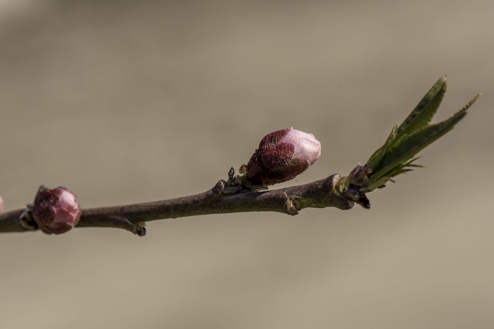 Příroda, makro, větev, Kalifornie, květ, bokeh, jaro, list, květ, rostlina, květ, flóra, pupen, větvička, zblízka, makro fotografie, závod stonek, centralvalley, nikond500, stevejordan, punahou77, Blossomtrail, Reedley