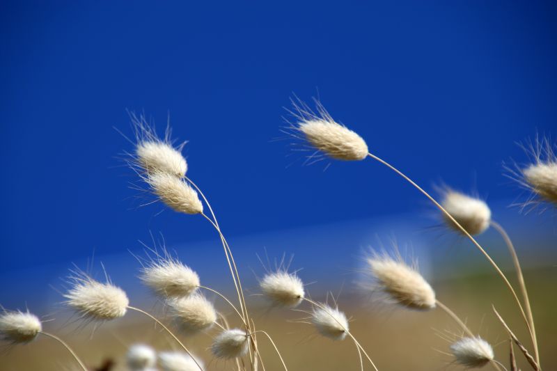 Gras,Himmel,Zaun,Löwenzahn,Frühling,Wolke