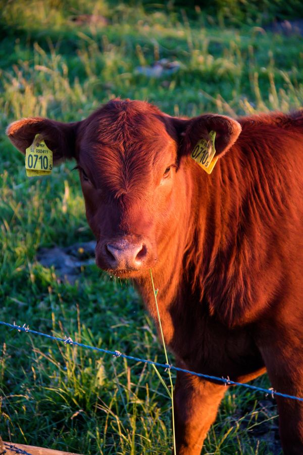 nature,grass,wildlife,farm,Bull,flower