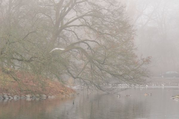 water,reflection,snow,winter,morning,branch