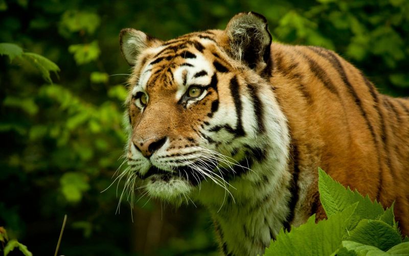 zvěř, Příroda, tygr, Volně žijících živočichů, velké kočky, zoologická zahrada zvěř, Příroda, tygr, Volně žijících živočichů, velké kočky, zoologická zahrada