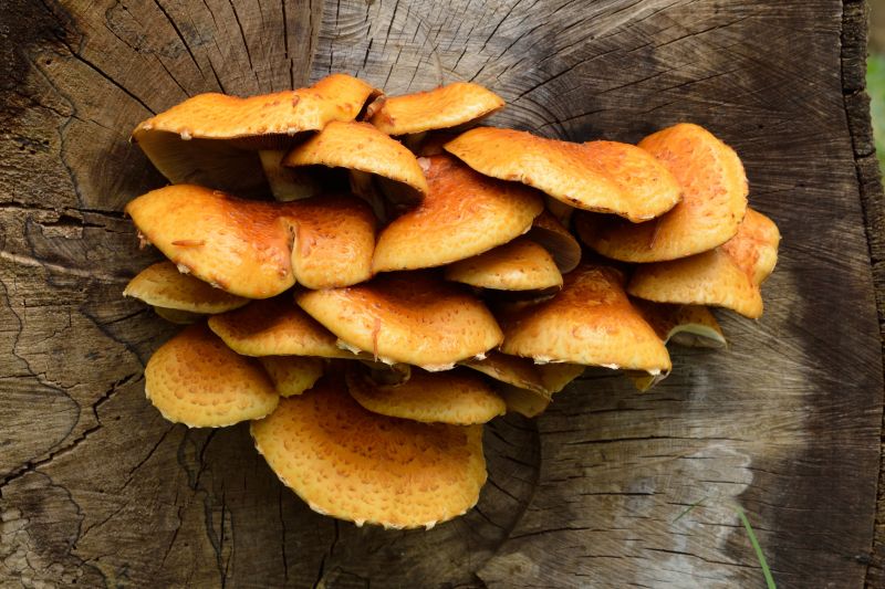 UK, mushroom, fungi, toadstool, golden, pholiota UK, mushroom, fungi, toadstool, golden, pholiota