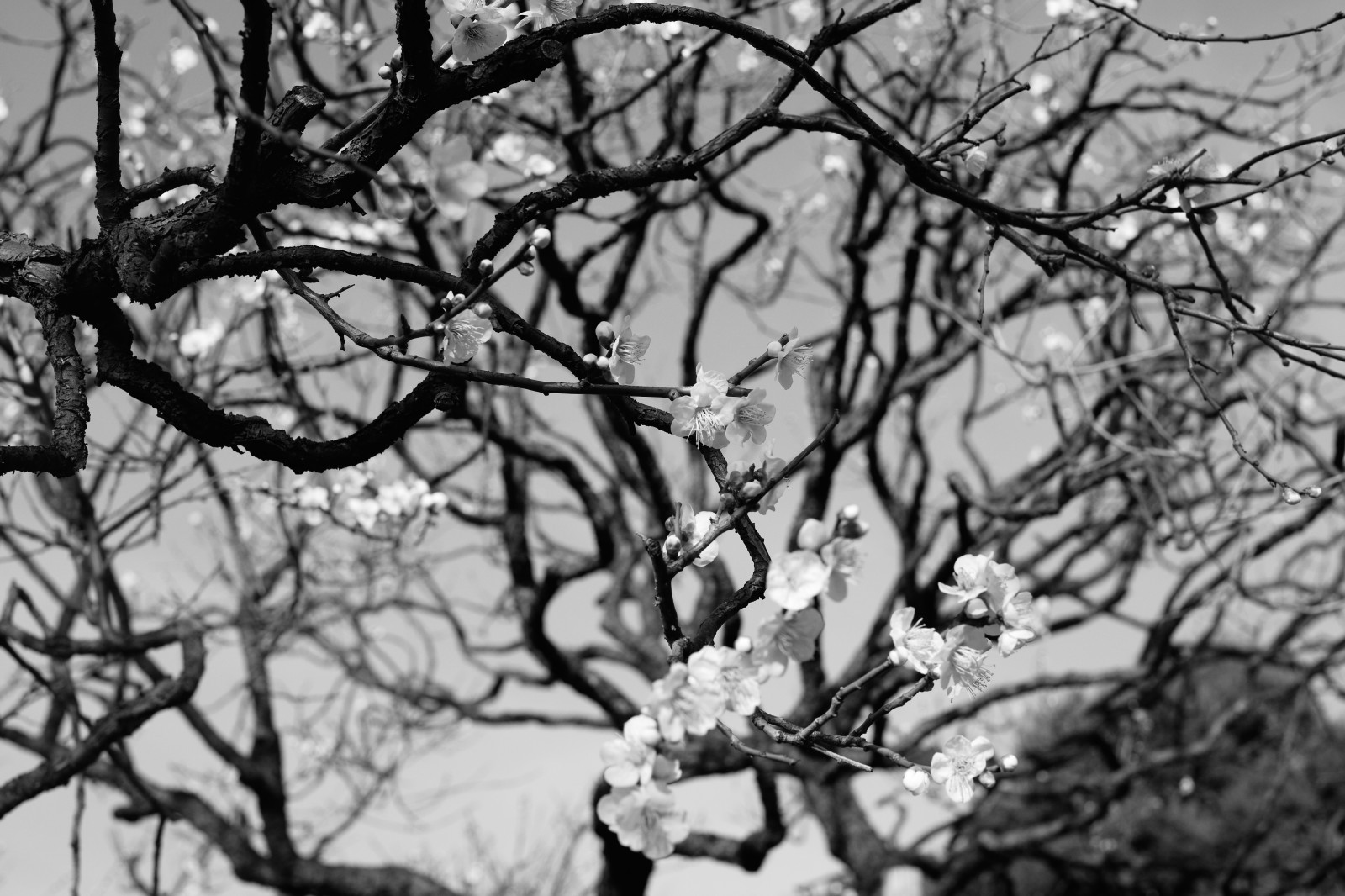 Giappone, luce del sole, monocromo, inverno, fotografia, ramo, fiorire, primavera, Leica, Tokyo, M, albero, foglia, fiore, pianta, stagione, bw, ume, zeiss, CarlZeiss, ikegamibaien, Ikegami, japaneseapricot, leicam, typ240, planare, planar250zm, ramoscello, bianco e nero, fotografia in bianco e nero, pianta legnosa